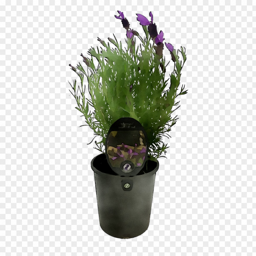 Flowerpot Houseplant Herb Purple PNG