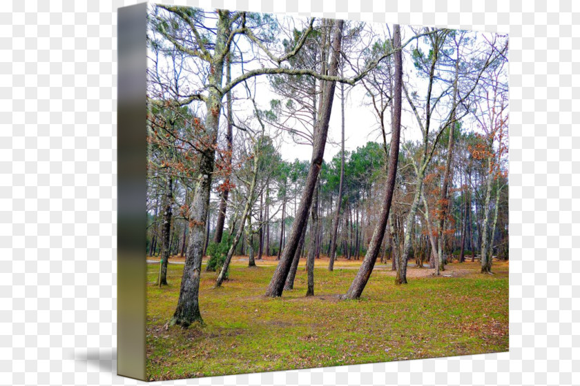 Forest Temperate Broadleaf And Mixed Woodland Nature Reserve Coniferous PNG