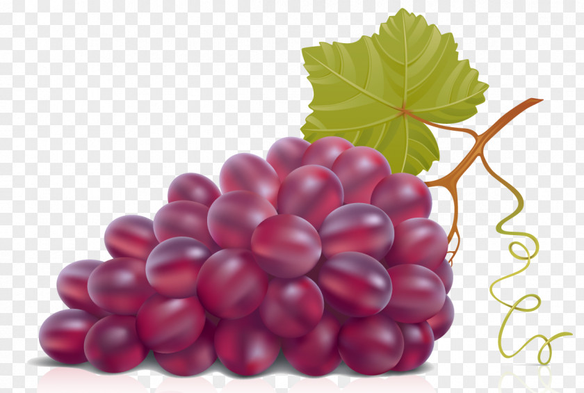 Grape Wine Leaves Clip Art PNG