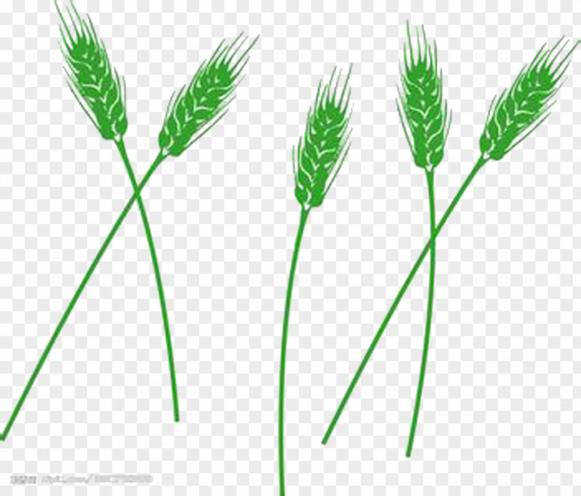 Green Barley Wheatgrass Grasses PNG