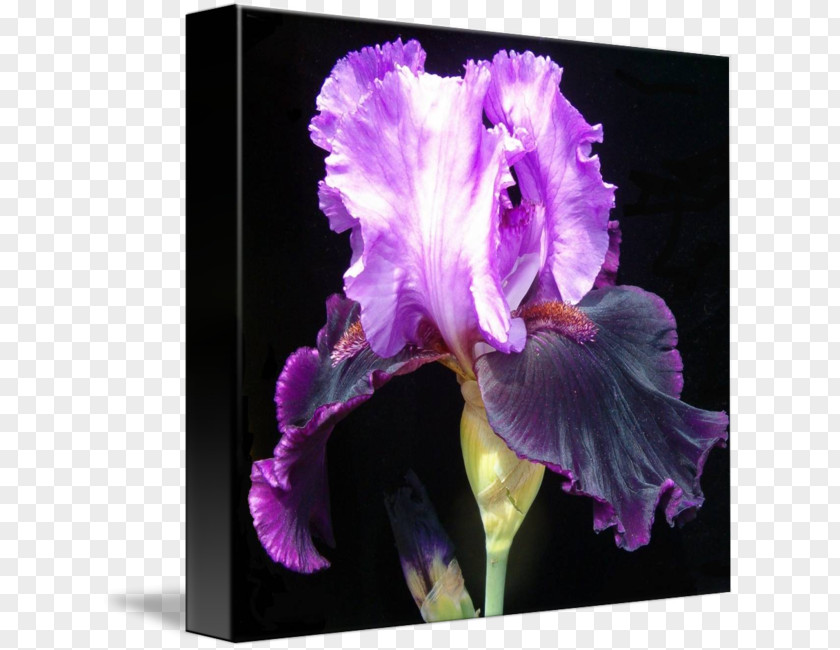 Iris Ser Sibiricae Cattleya Orchids Family Violet PNG