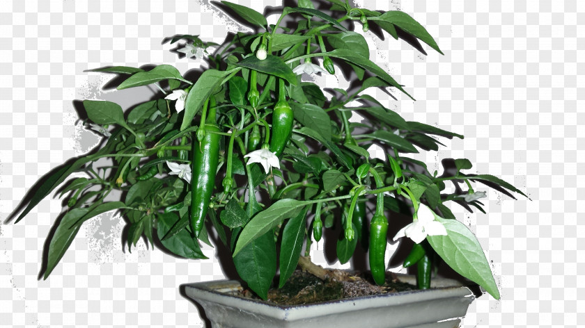 Japanese Bonsai Cayenne Pepper Chili Fatalii Padrón Peppers Styles PNG