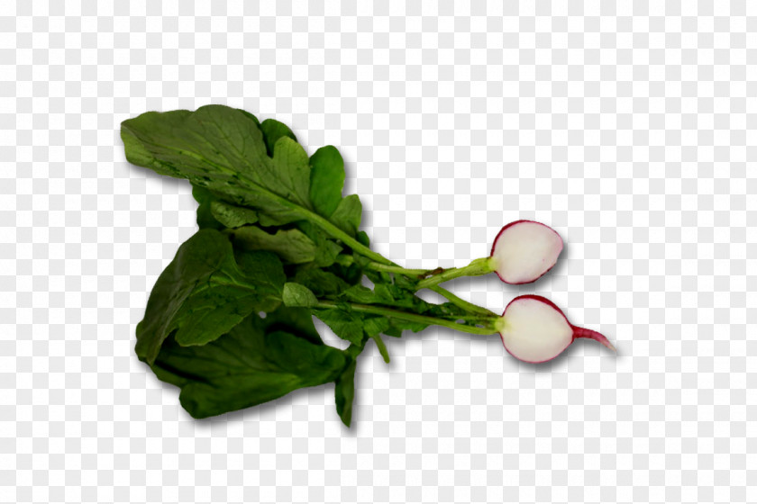 Radish Food Leaf Vegetable With 6 Squares Chard PNG