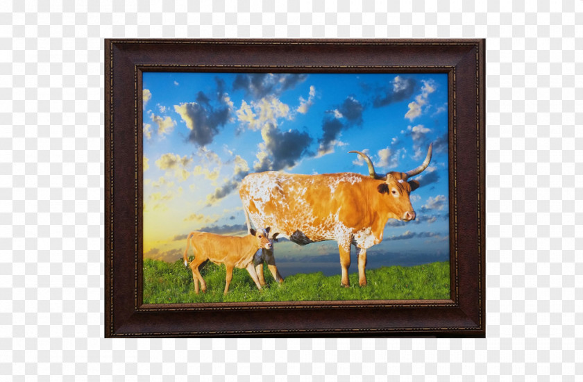 Texas Independence Day Longhorn English Calf Stock Photography PNG