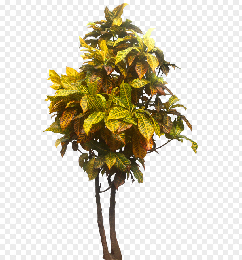 Tropical Plant Tree Ptychosperma Garden Croton Shrub PNG