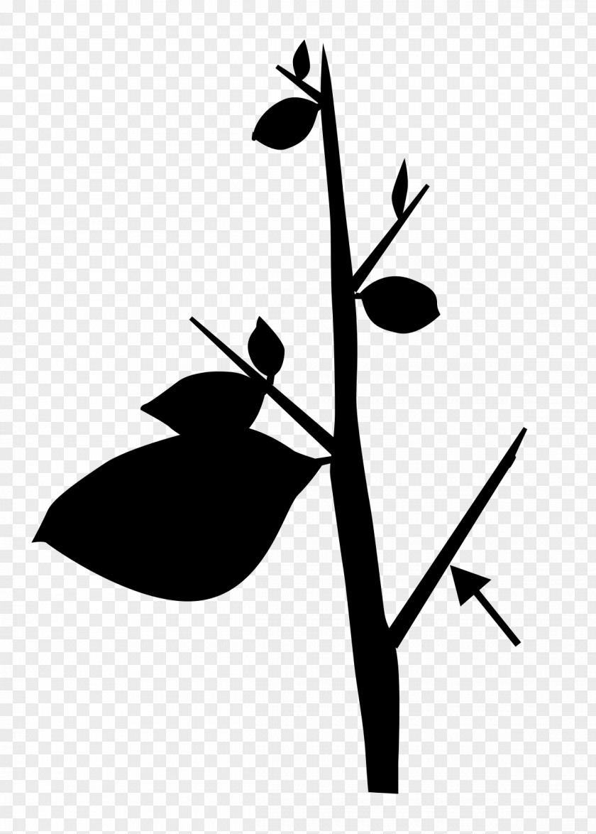 Twig Clip Art Plant Stem Flower Leaf PNG