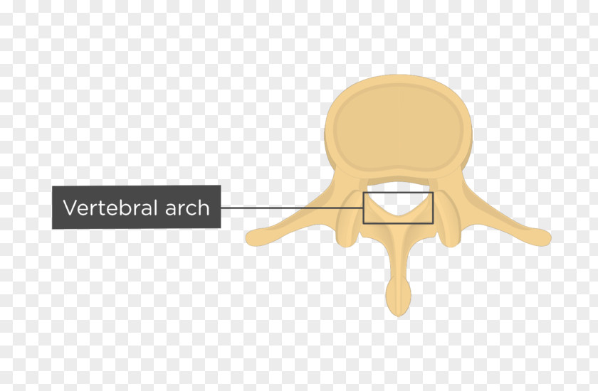 Vertebral Arch Column Lumbar Vertebrae Anatomy PNG