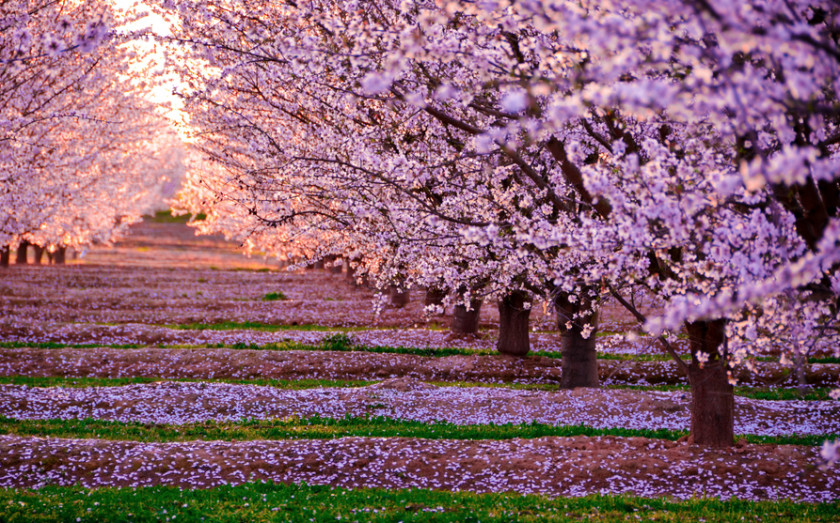 Cherry Blossom Japan National Festival PNG