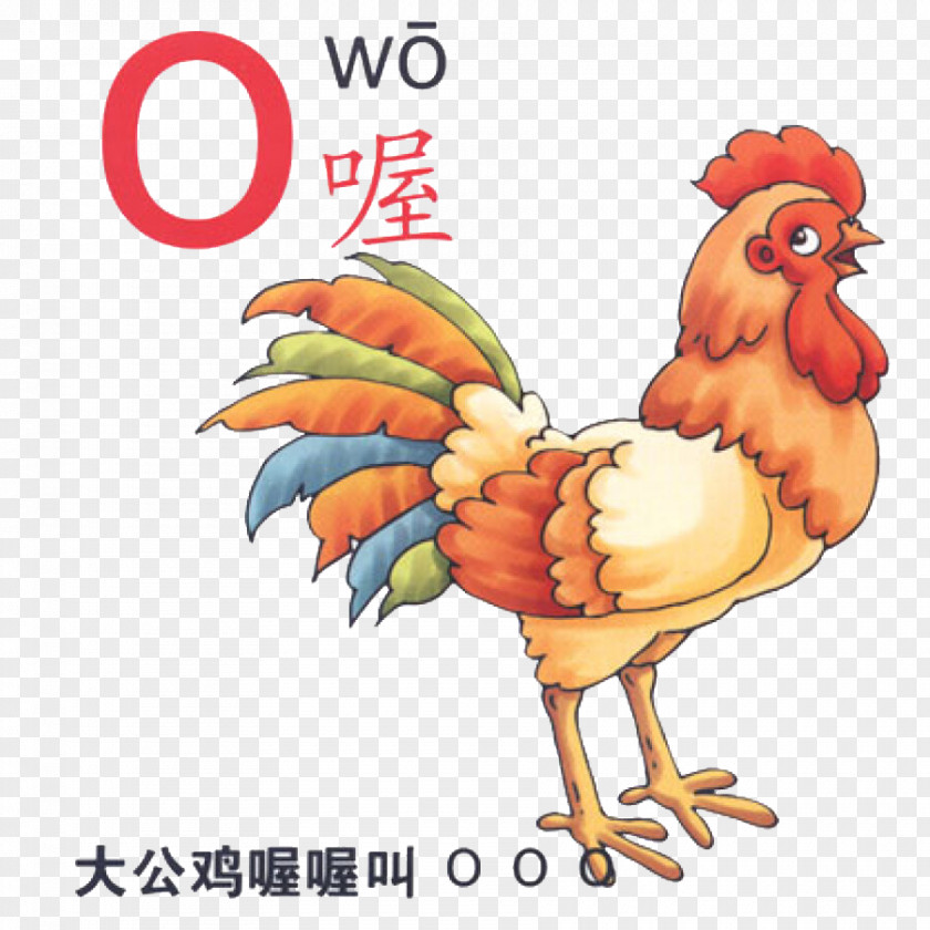 Chinese Phonetic Alphabet O Rooster Pinyin Cartoon Illustration PNG