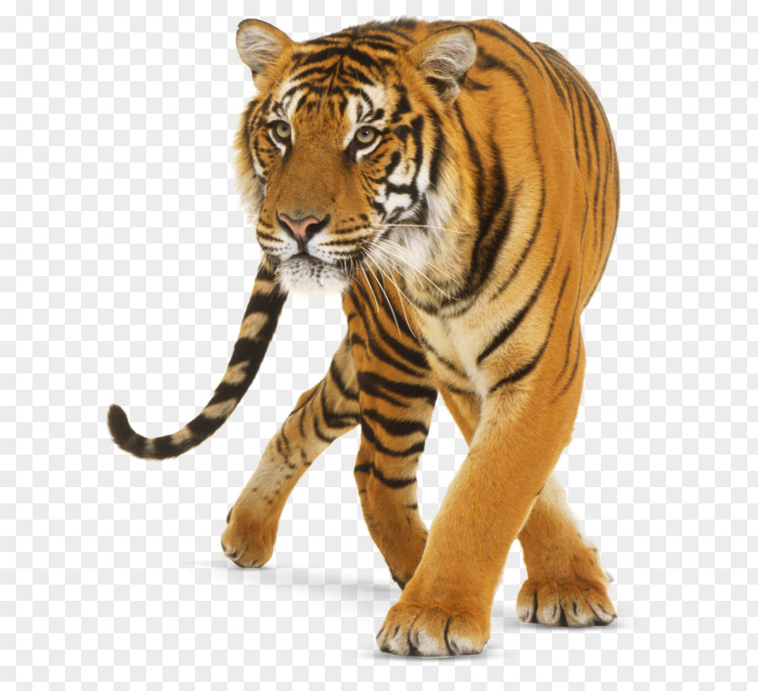 Tiger PNG clipart PNG