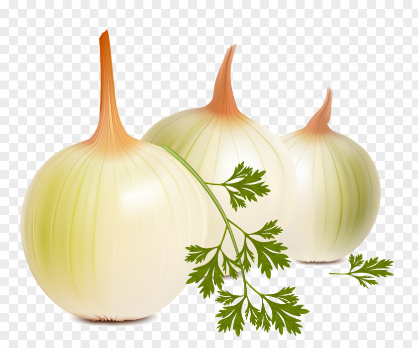 Onion French Soup Royalty-free Photography PNG