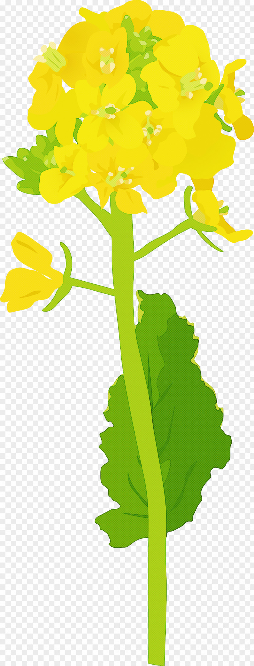 Plant Leaf Yellow Flower Stem PNG