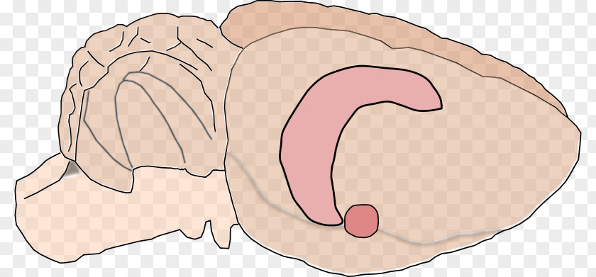 Rat Brain Hippocampus Amygdala Clip Art PNG