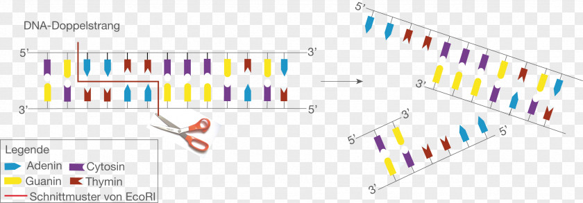Restriction Enzyme EcoRI Sticky And Blunt Ends DNA Replication PNG
