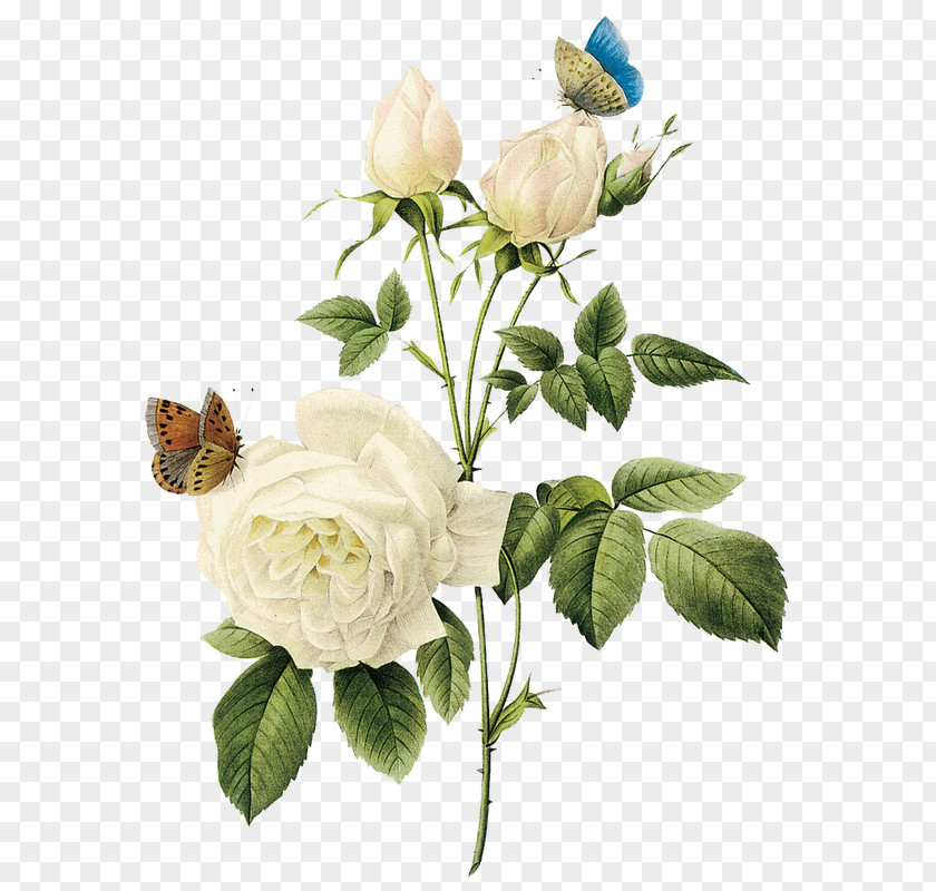 Rose Clip Art PNG