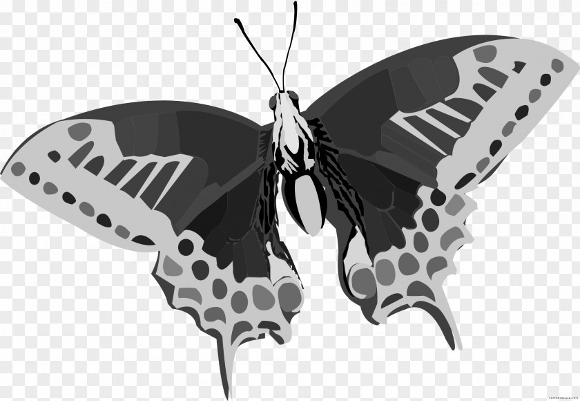 Black Abstract Butterfly Color Clip Art PNG