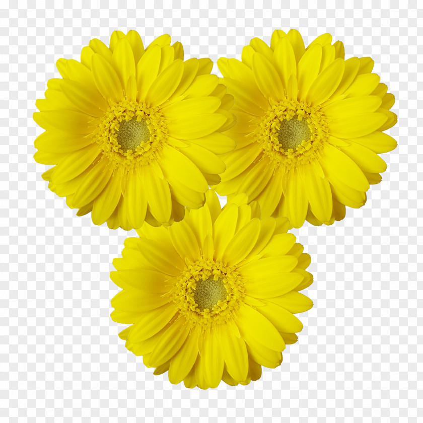 Chrysanthemum Transvaal Daisy Cut Flowers Marigolds Sunflower M PNG