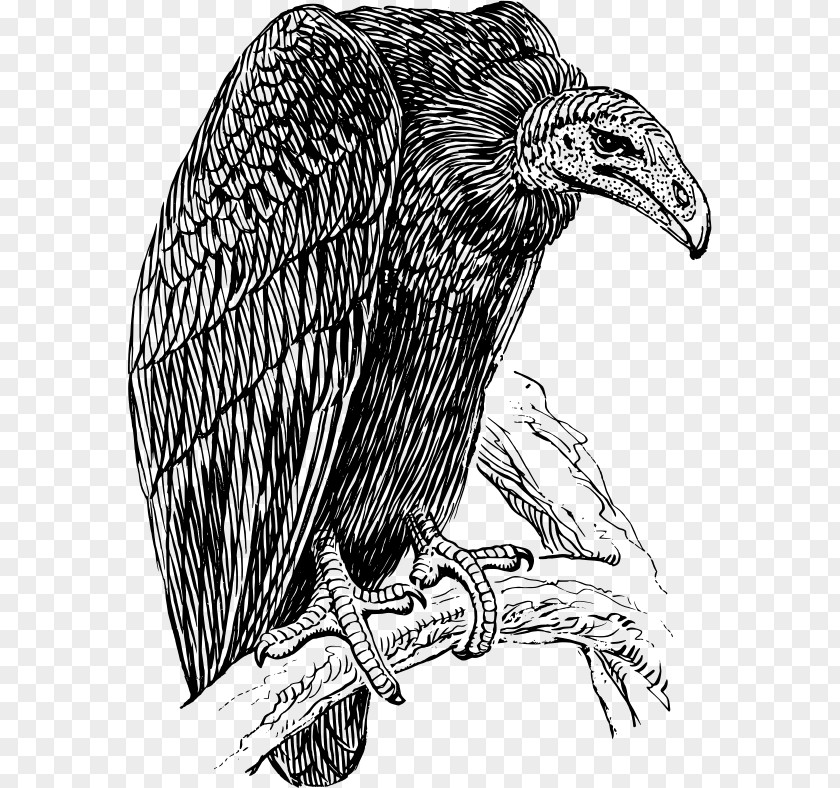 Drawing Hair Vulture Turkey Clip Art PNG
