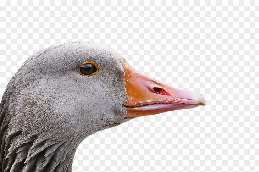 Goose Wild Animal PNG