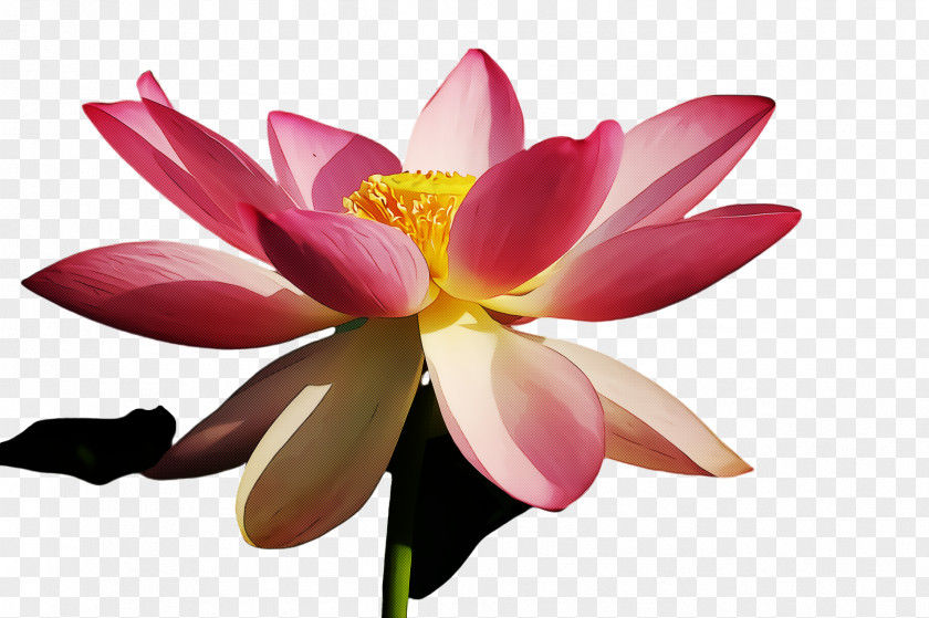 Plant Aquatic Lotus PNG