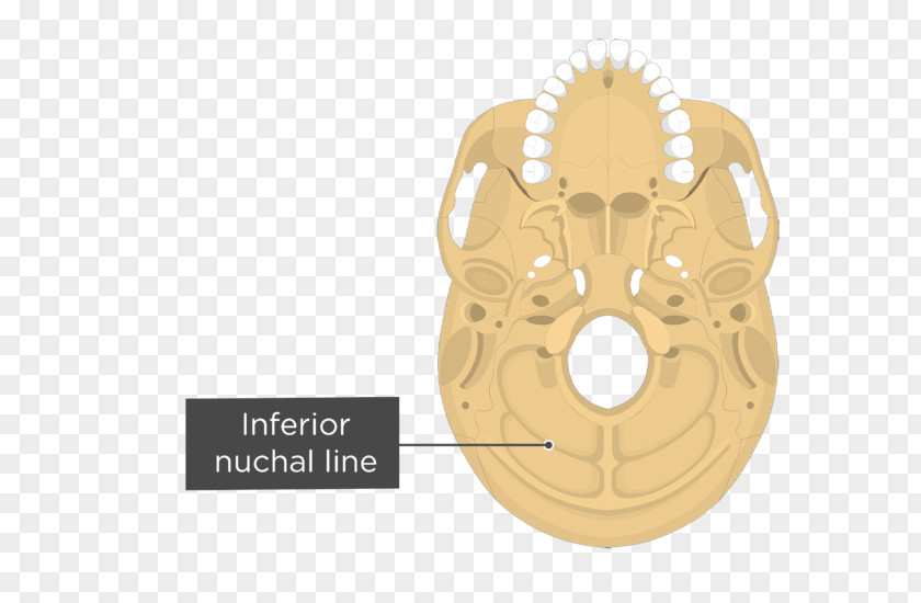 Skull Stylomastoid Foramen Anatomy Occipital Bone Human Body Jugular PNG