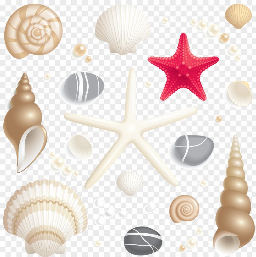Starfish Seashell Royalty-free PNG
