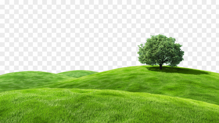 Tam Desktop Wallpaper Bliss Grassland Landscape Advertising PNG