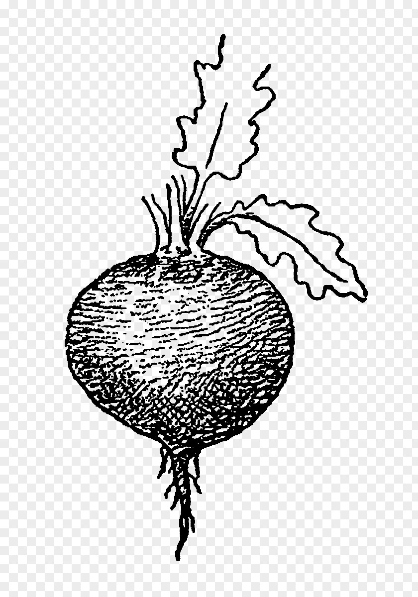 Vegetable Drawing Beetroot Tuber Parsnip PNG