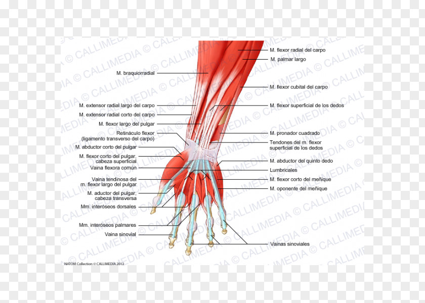 Hand Finger Muscle Forearm Muscular System PNG