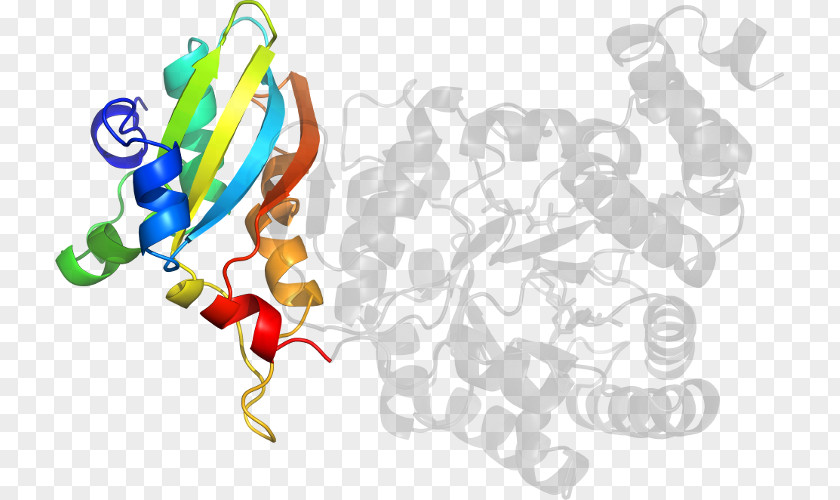 Illustration Clip Art Product Organism PNG