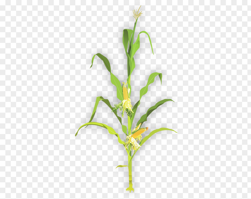 Maize Plant Stem Sweet Corn Clip Art PNG