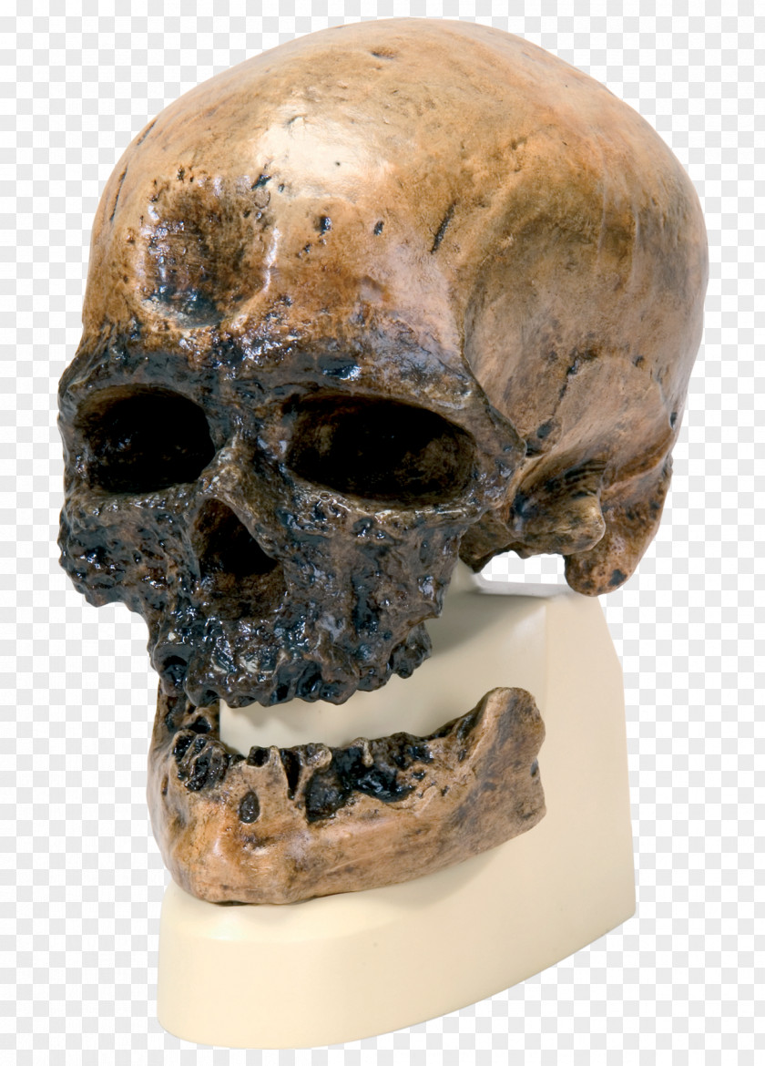 Skull Cro-Magnon Rock Shelter Neandertal Homo Sapiens Peking Man PNG