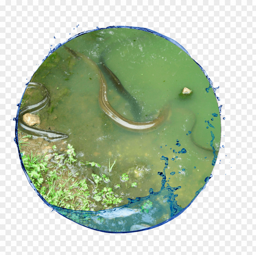 Water Resources Organism PNG