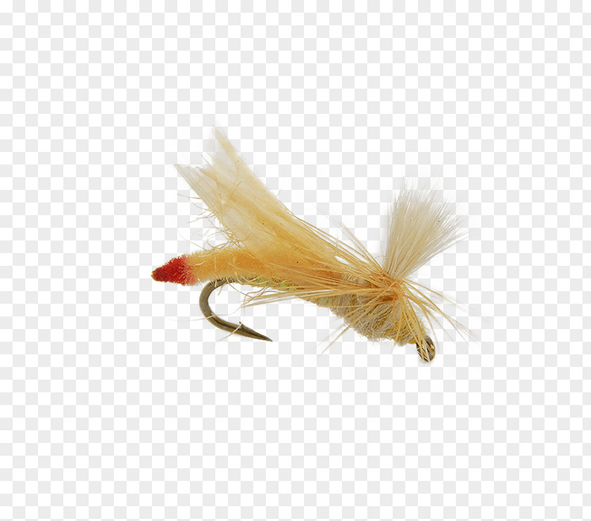 Yellow Fish Fly Insect Light Headlamp Holly Flies PNG