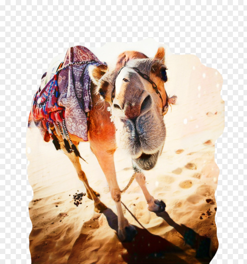 Camel Photography Image Desert PNG