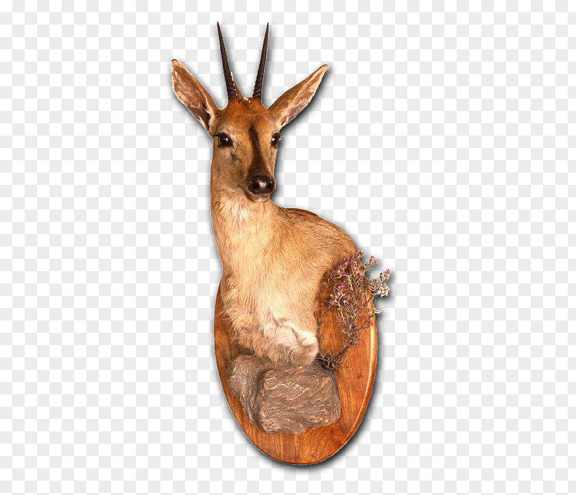 Deer Taxidermy Tanning Skull Mounts Antelope PNG