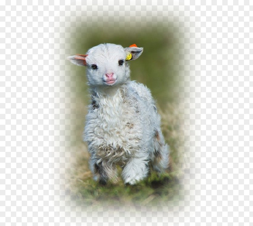Masques Moutons Ouessant Sheep Goat Lamb And Mutton Cuteness Puppy PNG