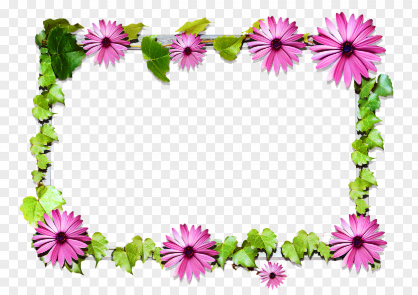 Chrysanthemum Flower Donald Duck Daisy Violet PNG