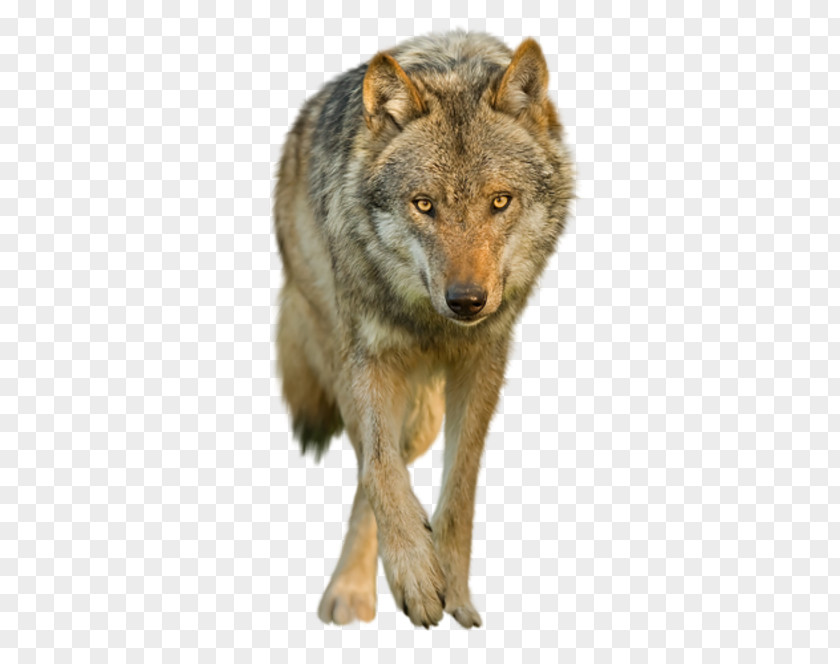 Crepuscular Animal Coyote Saarloos Wolfdog Clip Art PNG