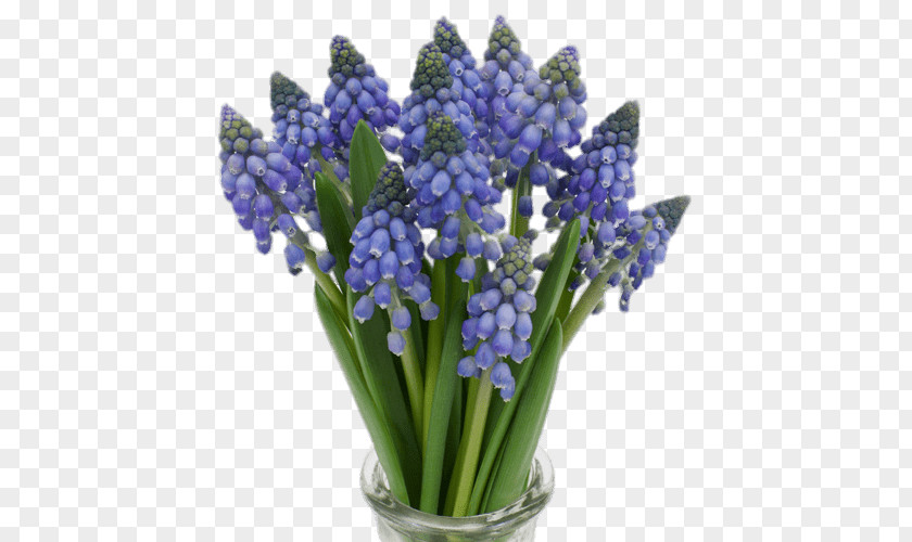 Flower Muscari Armeniacum Blue Botryoides Hyacinth PNG