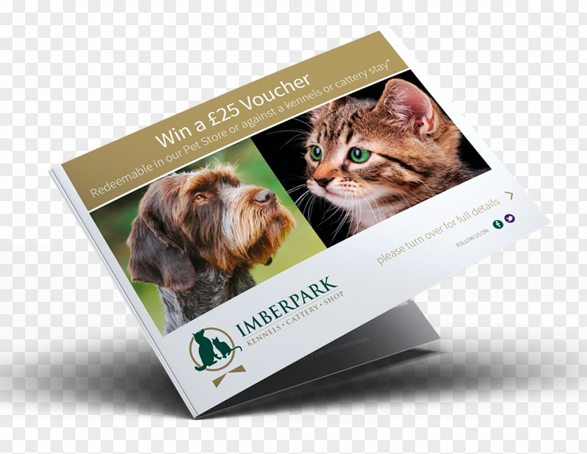 Kitten Multimedia Brand PNG