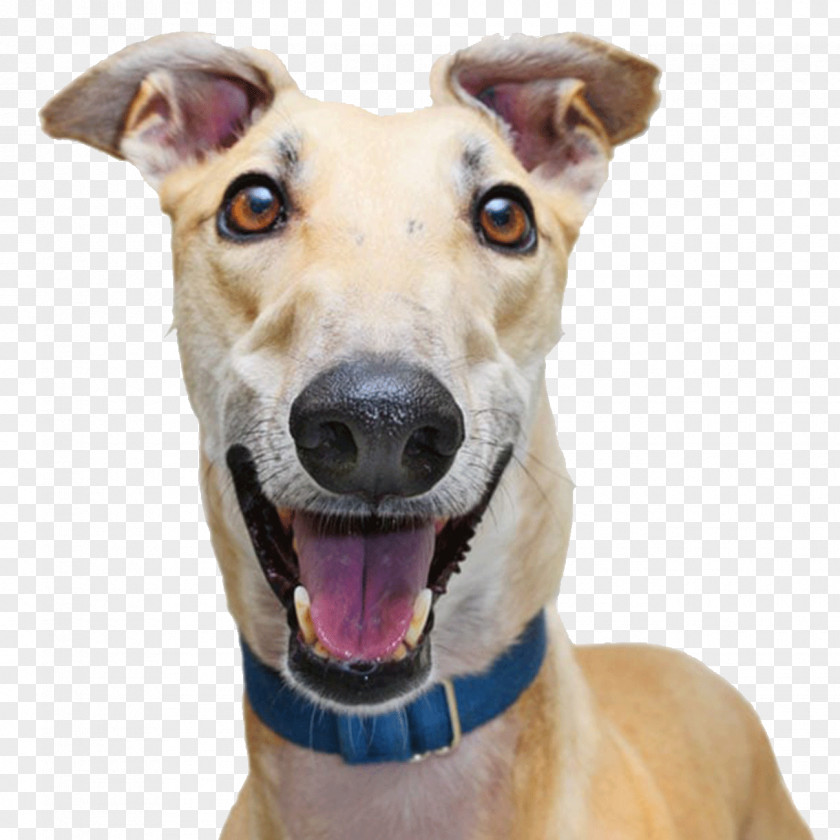 Dog With Collar Italian Greyhound Adoption Racing PNG
