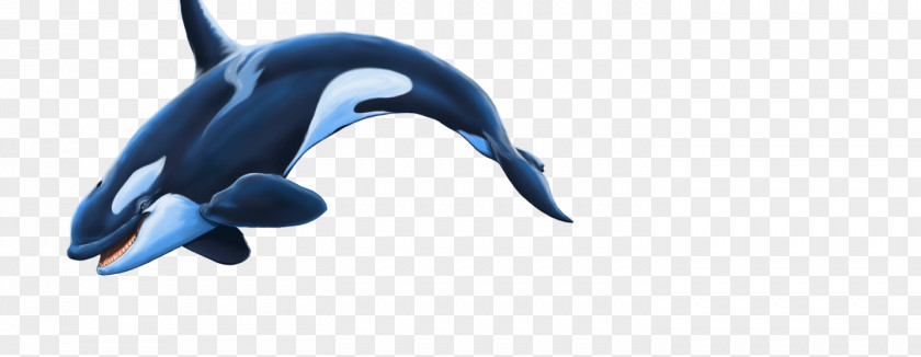 Dolphin Killer Whale PNG