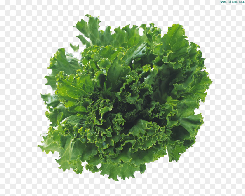 Edible Vegetables Vegetable Lettuce Salad Food Cooking Oil PNG
