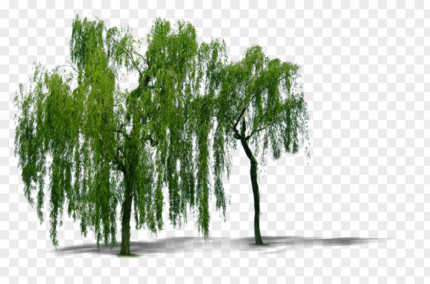Plant Willow Trees Weeping Tree Computer File PNG