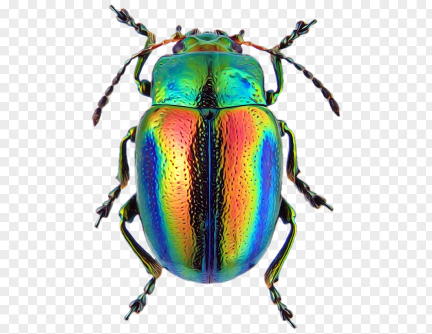 Beetle Chrysolina Fastuosa Cerealis European Rose Chafer PNG