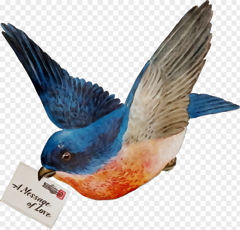 Bird Clip Art Passerine Beak PNG