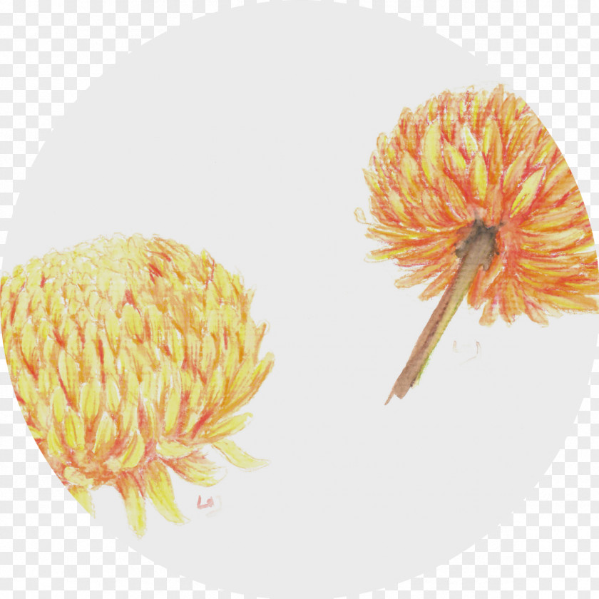 Chrysanthemum Close-up Pollen PNG