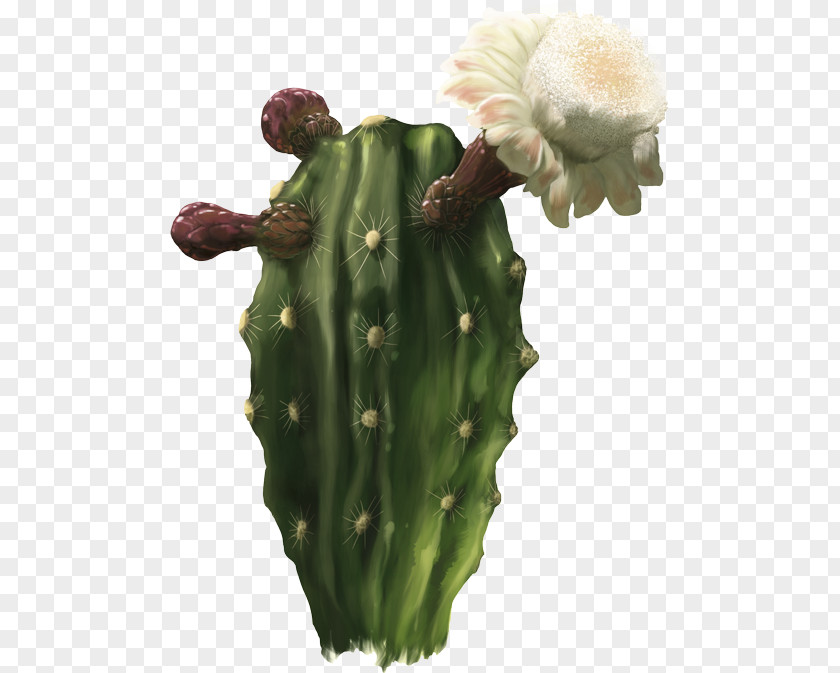 Colobocentrotus Atratus San Pedro Cactus Barbary Fig Cactaceae Strategy Nopal PNG