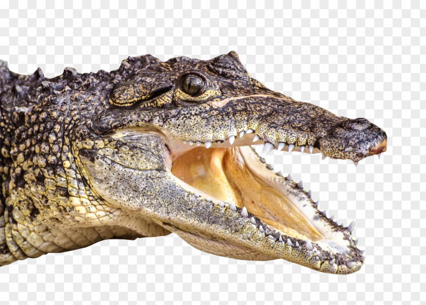 Crocodile Crocodiles Alligator PNG